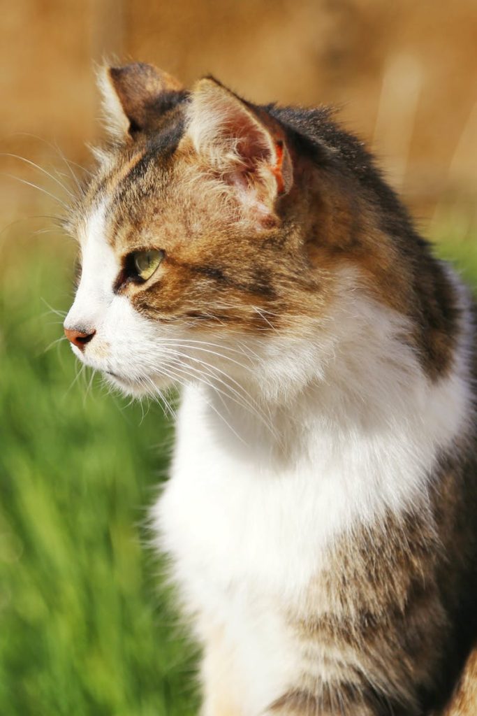 Close-up of a tabby cat sitting outdoors in a sunlit garden, showcasing its profile and fur.